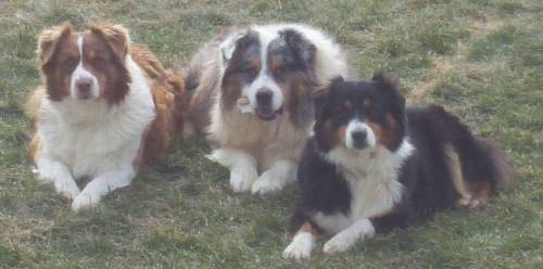 Clamity, Tucker & Buttons!