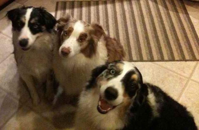 Bella, Ginger & Spirit all Rockin D babies!