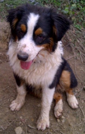 Buster black tri male