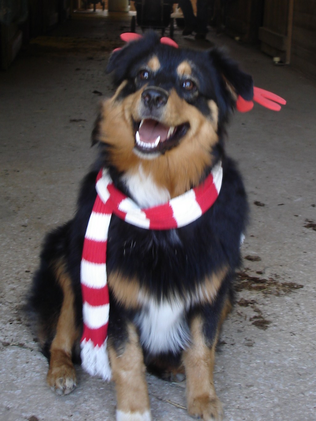 Jackson black tri male