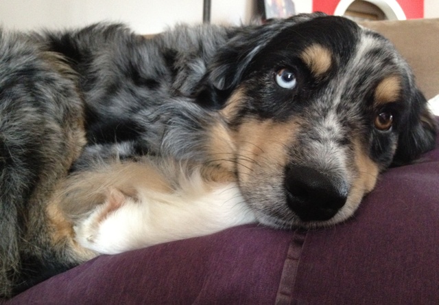 Oliver blue merle male