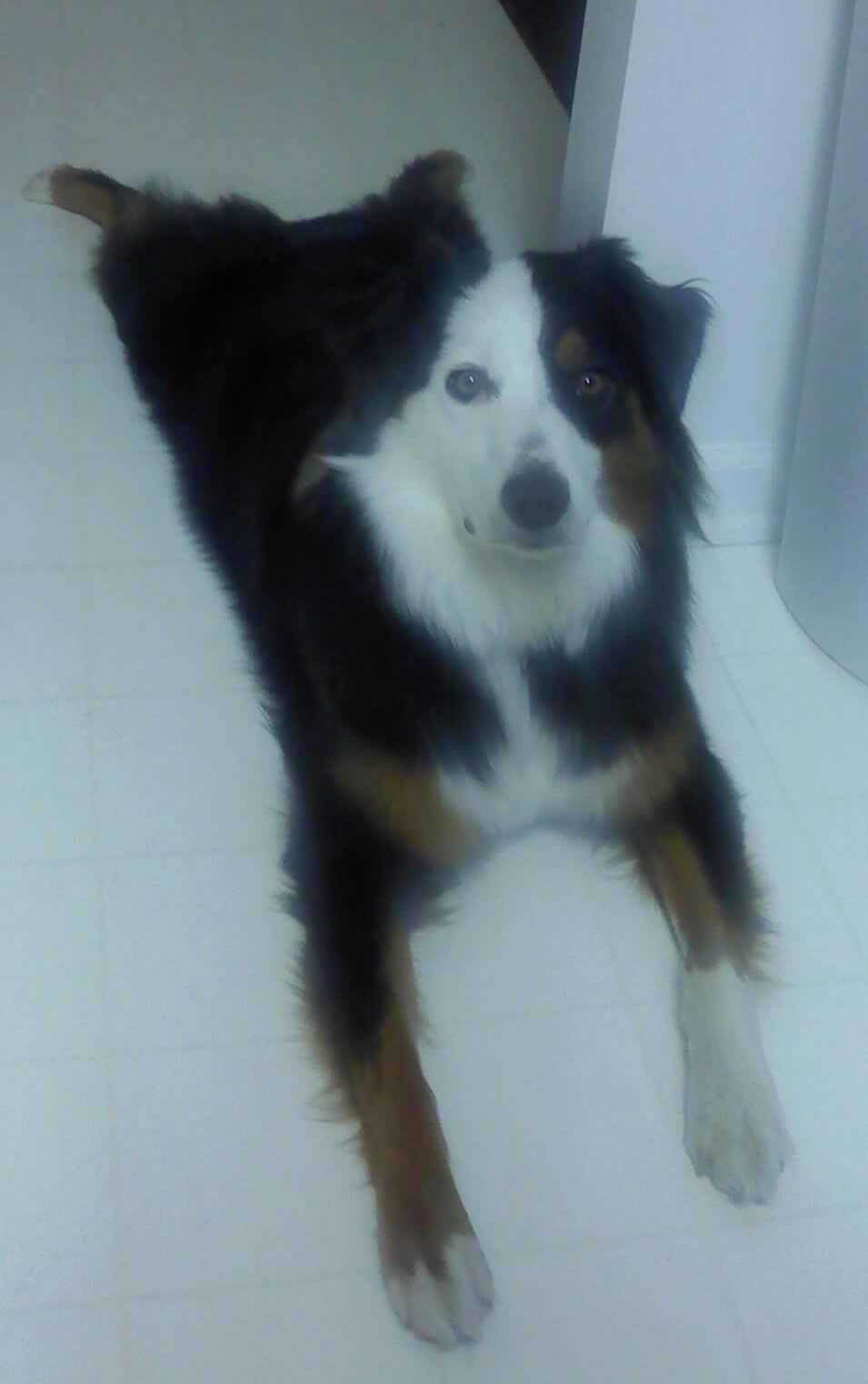 Razzy black tri female