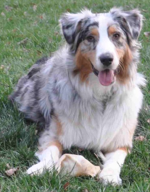 Sully blue merle male