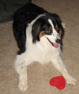 Badger black tri male