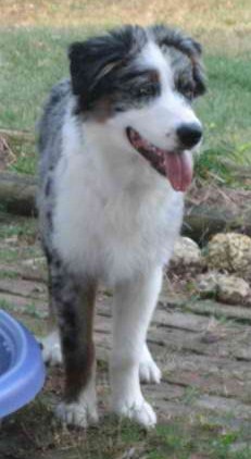 Foster blue merle male