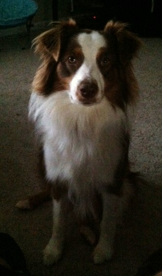 Roxi red tri female