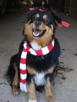 Jackson black tri male