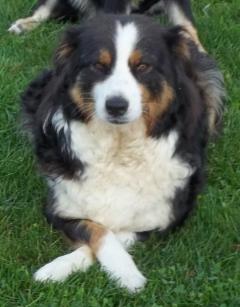 Jewel--black tri female Tucker x Clamity