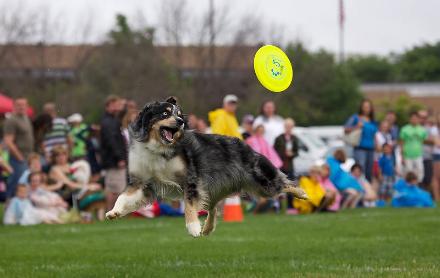 Oliver blue merle male