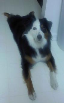 Razzy black tri female