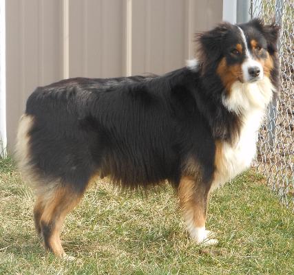 Shurdancreek Sassy Sadie