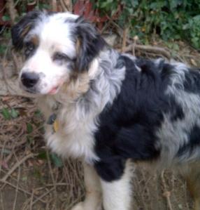 Sawyer blue merle male