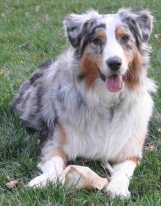 Sully blue merle male