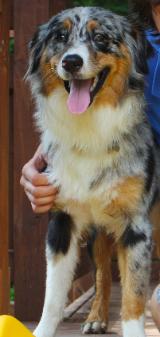Sydney blue merle female