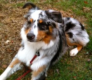 Bella blue merle female