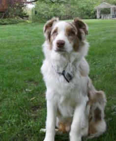 Ozzie! Clamity x Bandy red merle male