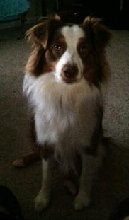 Roxi red tri female
